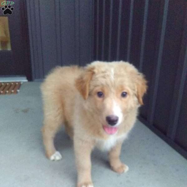 Flower, Aussiedoodle Puppy