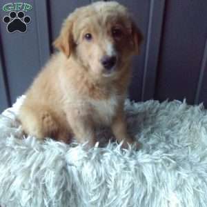 Flower, Aussiedoodle Puppy