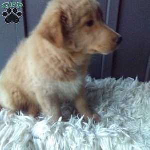 Flower, Aussiedoodle Puppy