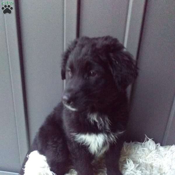 Oscar, Aussiedoodle Puppy