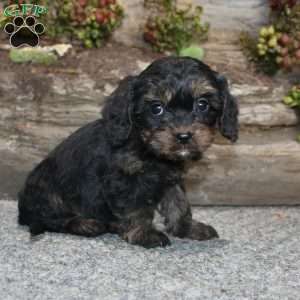 Charleen, Cavapoo Puppy