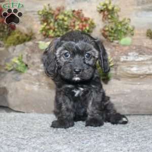 Cathy, Cavapoo Puppy