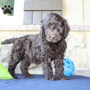 Kyle, Mini Labradoodle Puppy