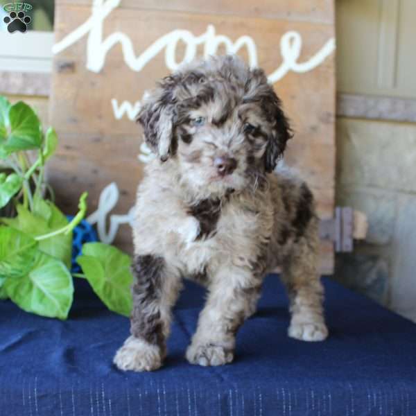 Kelly, Mini Labradoodle Puppy