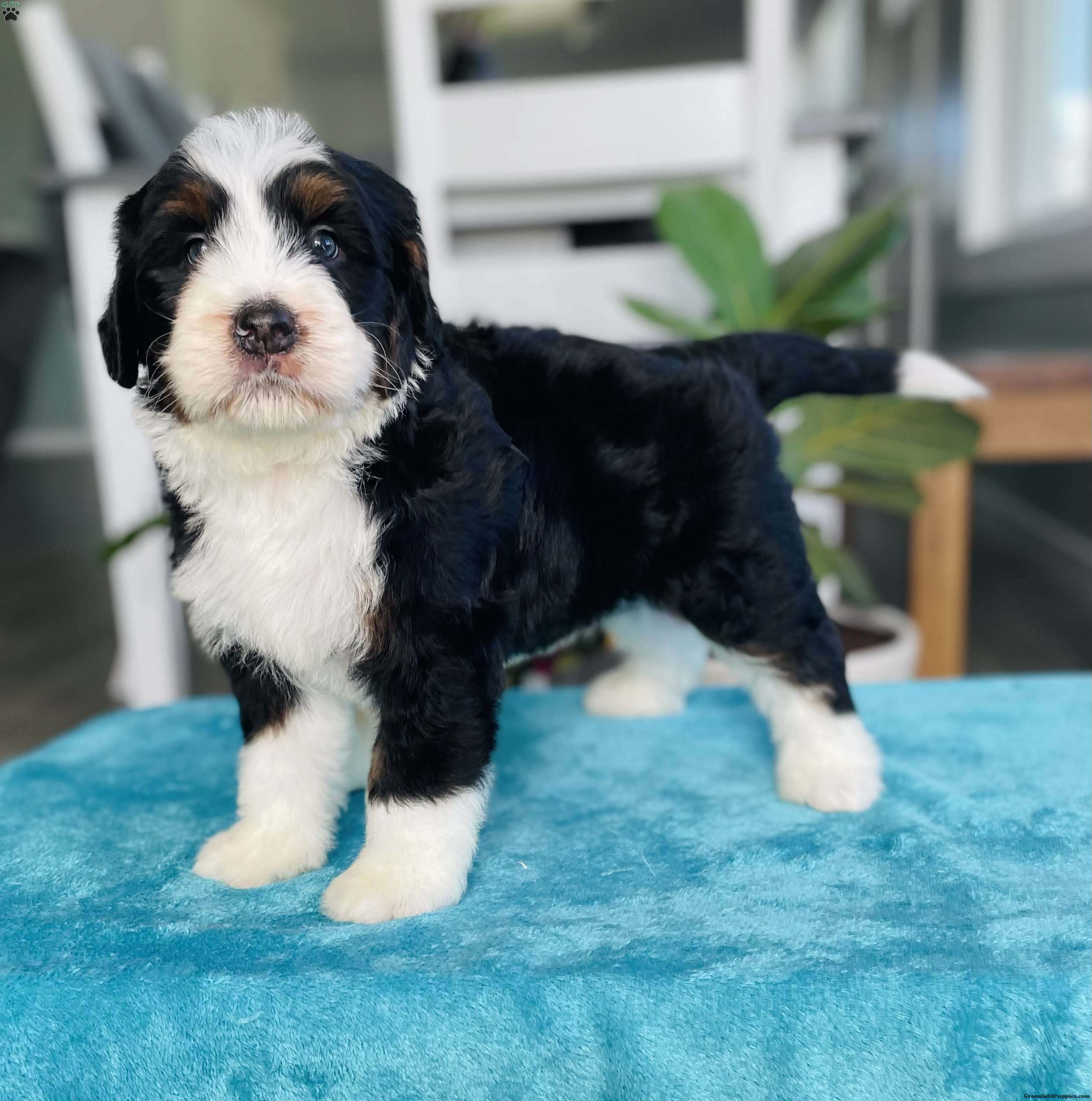 Jake Bernedoodle Puppy For Sale in Ohio