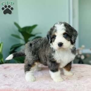 Jewel, Bernedoodle Puppy