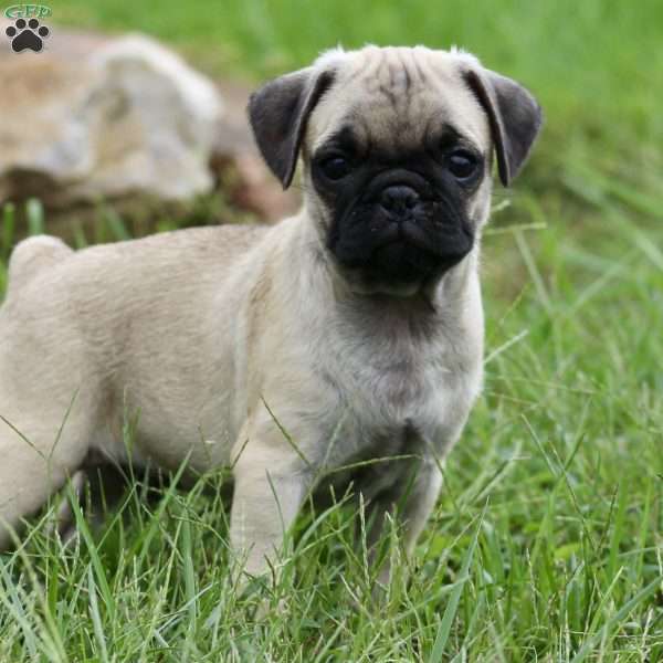 Joe, Pug Puppy