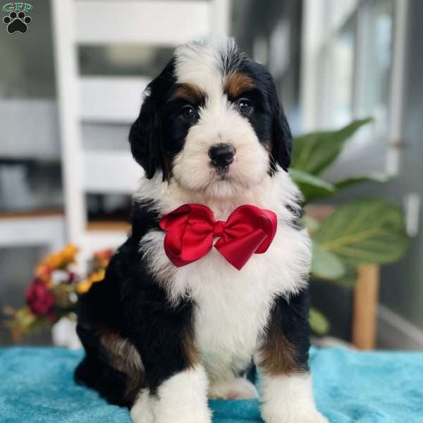 Jasper, Bernedoodle Puppy