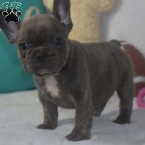 Annabell, French Bulldog Puppy