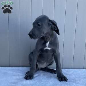 Bree, Great Dane Puppy