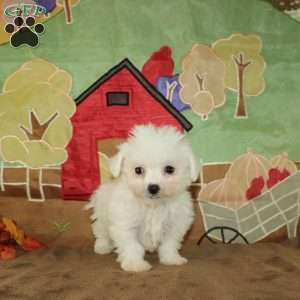 Wilma, Bichon Frise Puppy