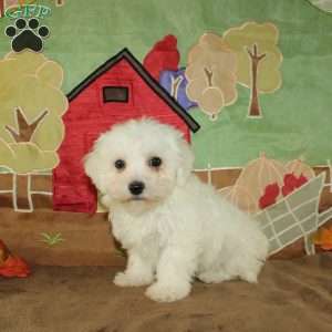 Winnie, Bichon Frise Puppy