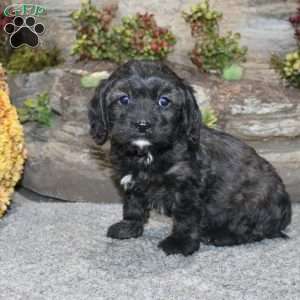 Charlie, Cavapoo Puppy