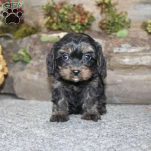 Charleen, Cavapoo Puppy