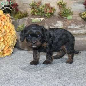 Calvin, Cavapoo Puppy