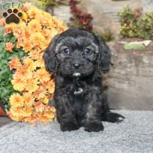 Cathy, Cavapoo Puppy