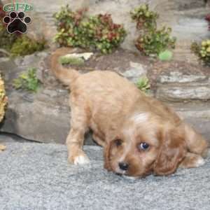 Crystal, Cavapoo Puppy