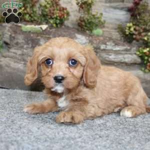 Cindy, Cavapoo Puppy