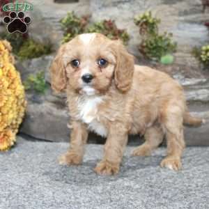 Cody, Cavapoo Puppy