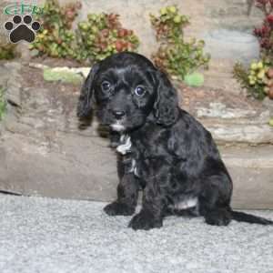 Colton, Cavapoo Puppy