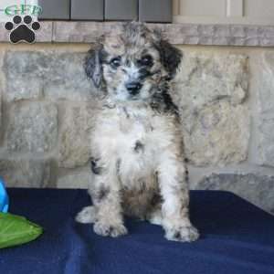 Sadie, Mini Labradoodle Puppy