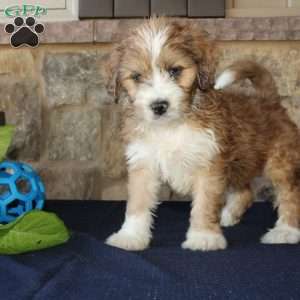 Samson, Mini Labradoodle Puppy