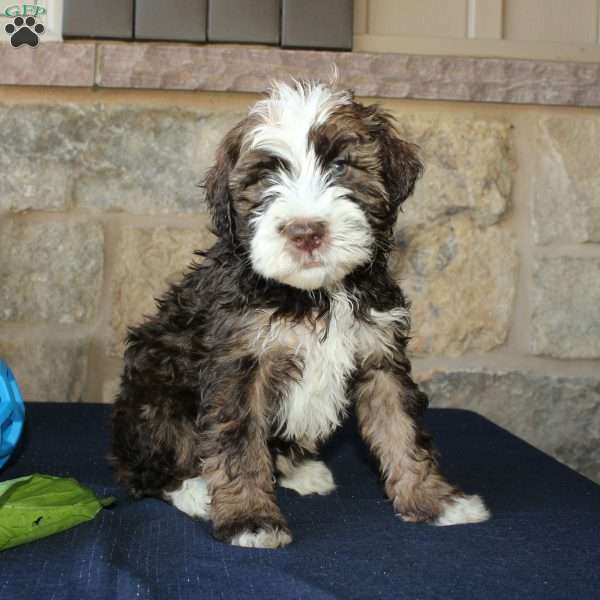 Scotty, Mini Labradoodle Puppy