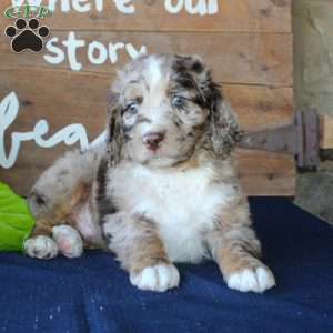 Kody, Mini Labradoodle Puppy