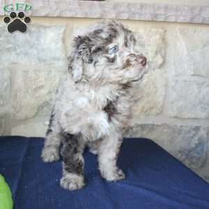 Kelly, Mini Labradoodle Puppy