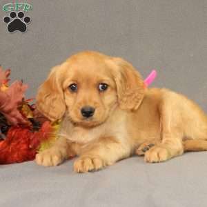 Sage, Miniature Golden Retriever Puppy