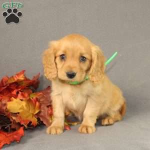 Shirley, Miniature Golden Retriever Puppy