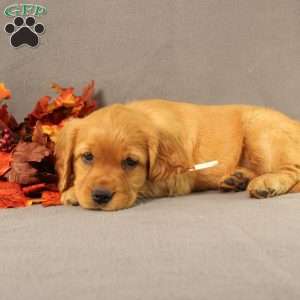 Sonya, Miniature Golden Retriever Puppy