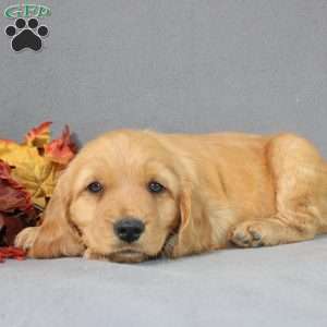 Shane, Miniature Golden Retriever Puppy