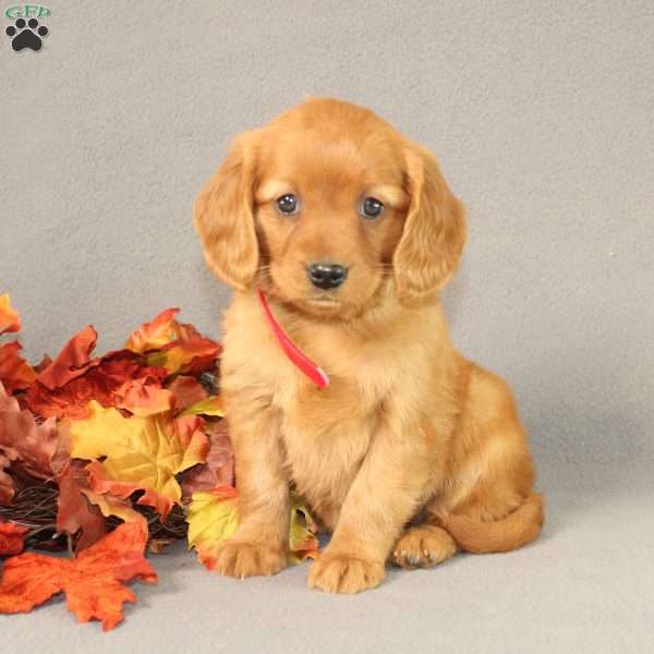 Sasha, Miniature Golden Retriever Puppy