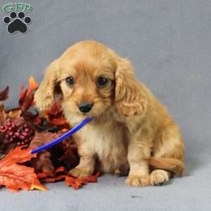 Snoopy, Miniature Golden Retriever Puppy