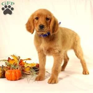 Alex, Miniature Golden Retriever Puppy