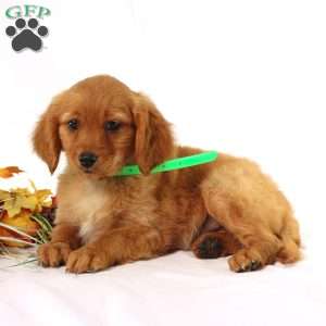 Andrea, Miniature Golden Retriever Puppy