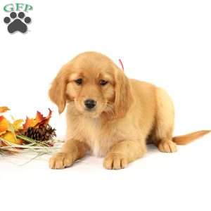 Applebud, Miniature Golden Retriever Puppy