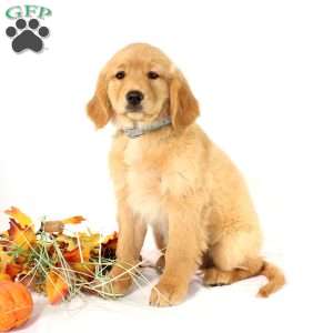 Avery, Miniature Golden Retriever Puppy