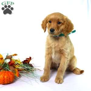 Albert, Miniature Golden Retriever Puppy