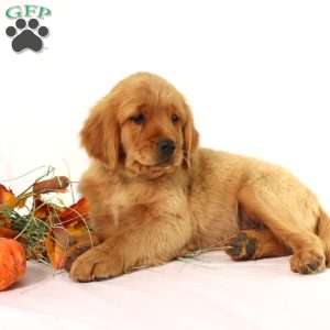 Asher, Miniature Golden Retriever Puppy