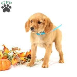 Annie, Miniature Golden Retriever Puppy