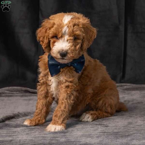 Bubba, Miniature Poodle Puppy