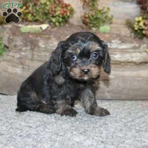 Charleen, Cavapoo Puppy