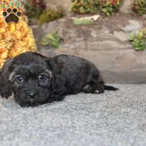 Cathy, Cavapoo Puppy