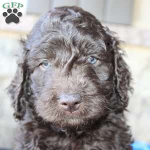 Kyle, Mini Labradoodle Puppy