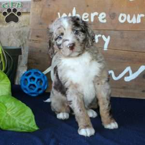 Kody, Mini Labradoodle Puppy