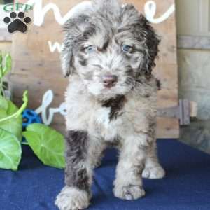 Kelly, Mini Labradoodle Puppy