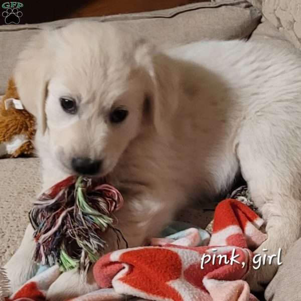 Pink, English Cream Golden Retriever Puppy