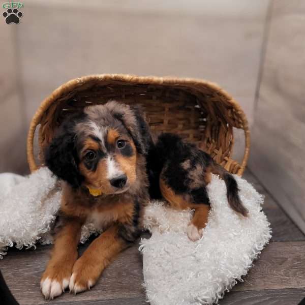 Astro, Mini Bernedoodle Puppy